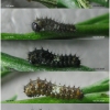 pap mach larva1 volg